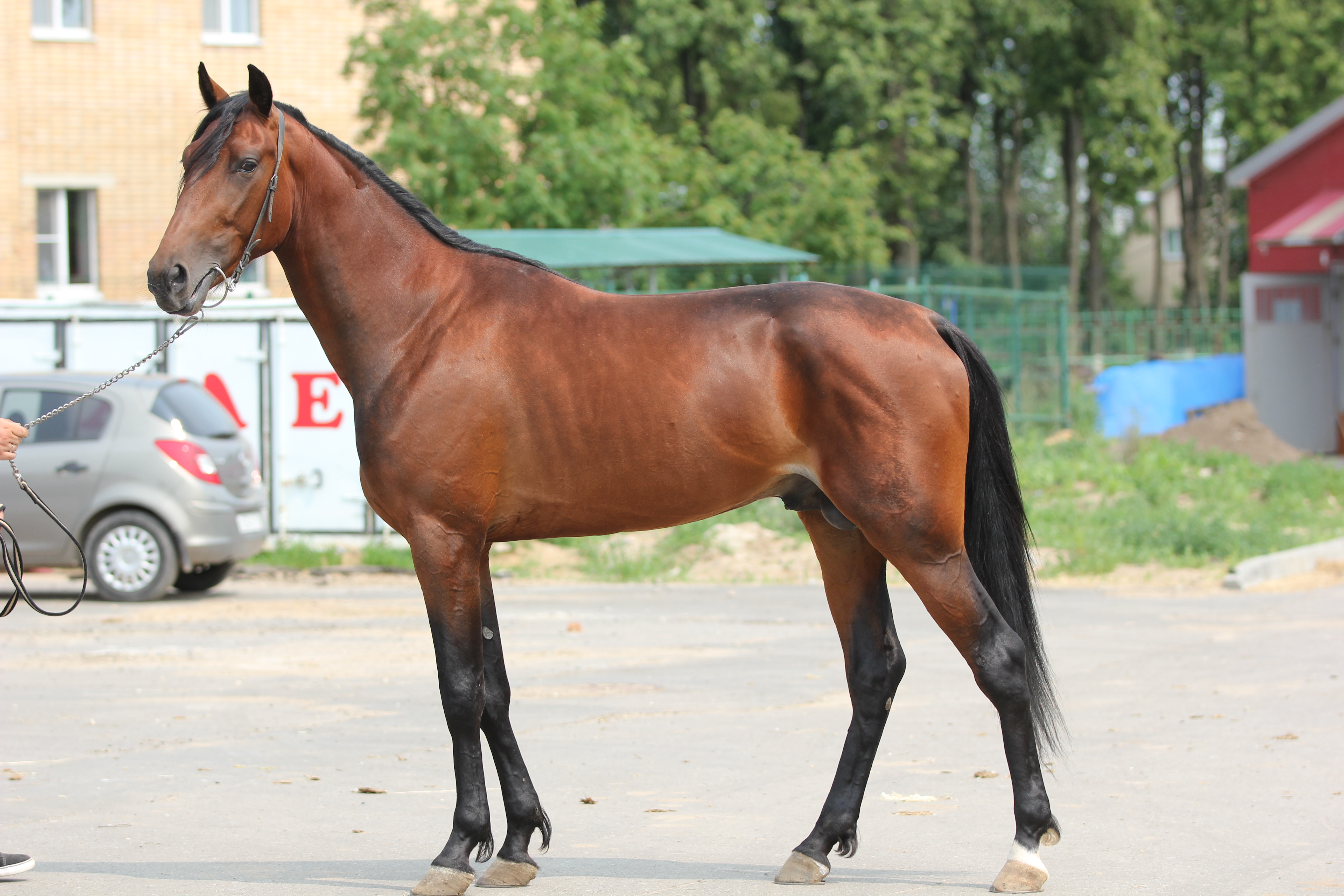 РИГОЛЕТТО "77"